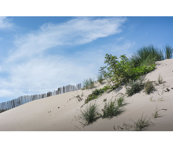 Dune et flore verte