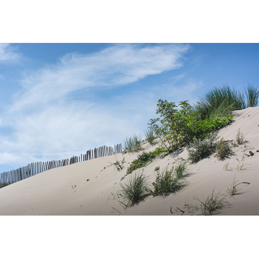 Dune and green flora