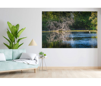 The dead tree and its echo