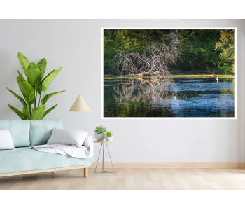 The dead tree and its echo