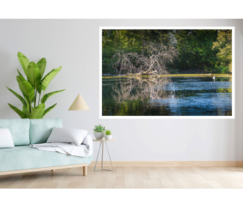 The dead tree and its echo