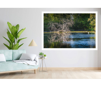 The dead tree and its echo