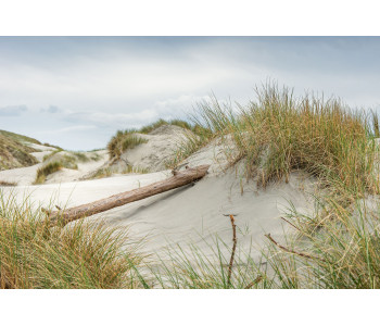 L’arbre couché au cœur des dunes