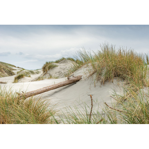 The tree lying in the heart of the dunes