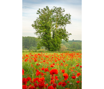 L'arbre et le coquelicot