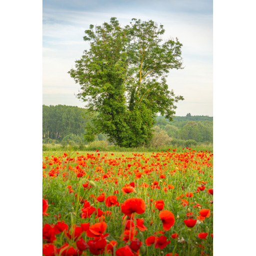 L'arbre et le coquelicot L'arbre et le coquelicot
