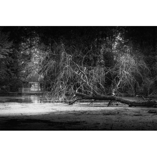 Nature in black and white