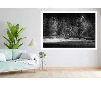 Shadows and Lights: Shards of Nature in Black and White